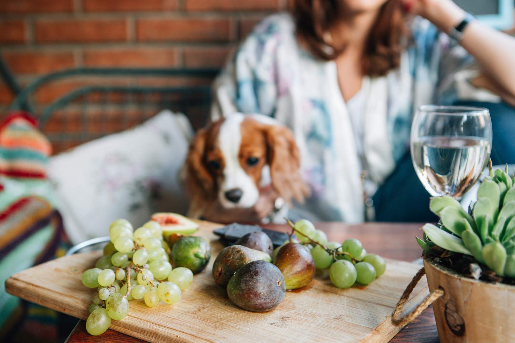 Dog staring at grapes and figs on a cutting board.