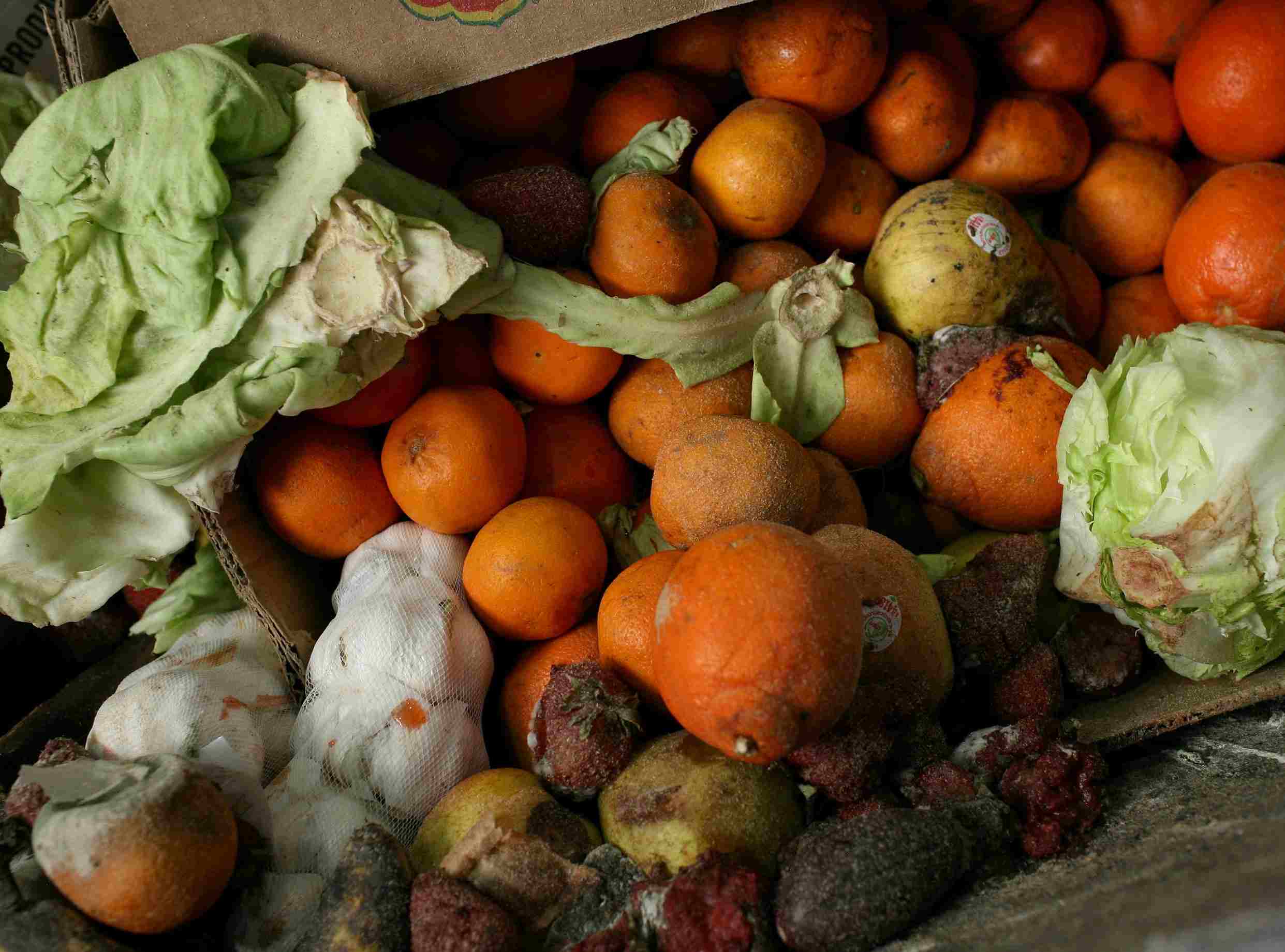 Rotten moldy food, including oranges and lettuce.