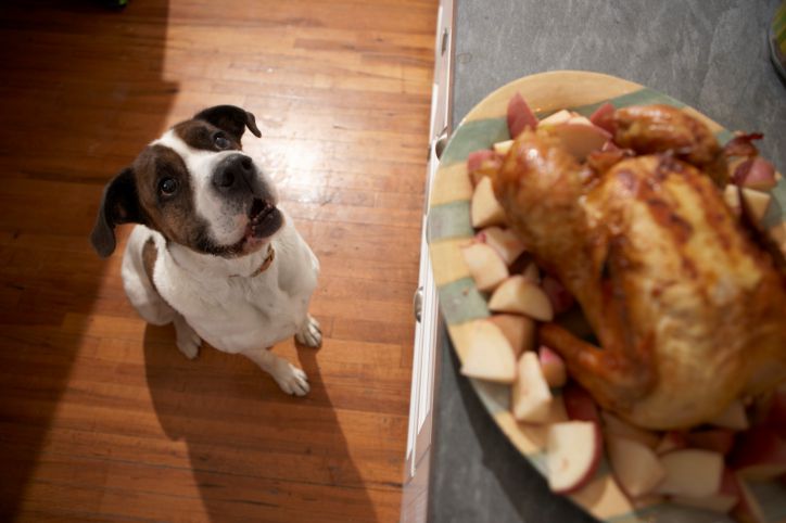 Dog staring hungrily at a plate of chicken and potatoes high on a counter.
