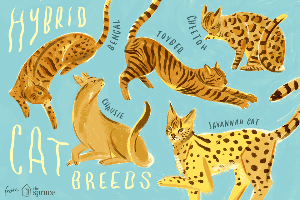 Illustration of different hybrid cats