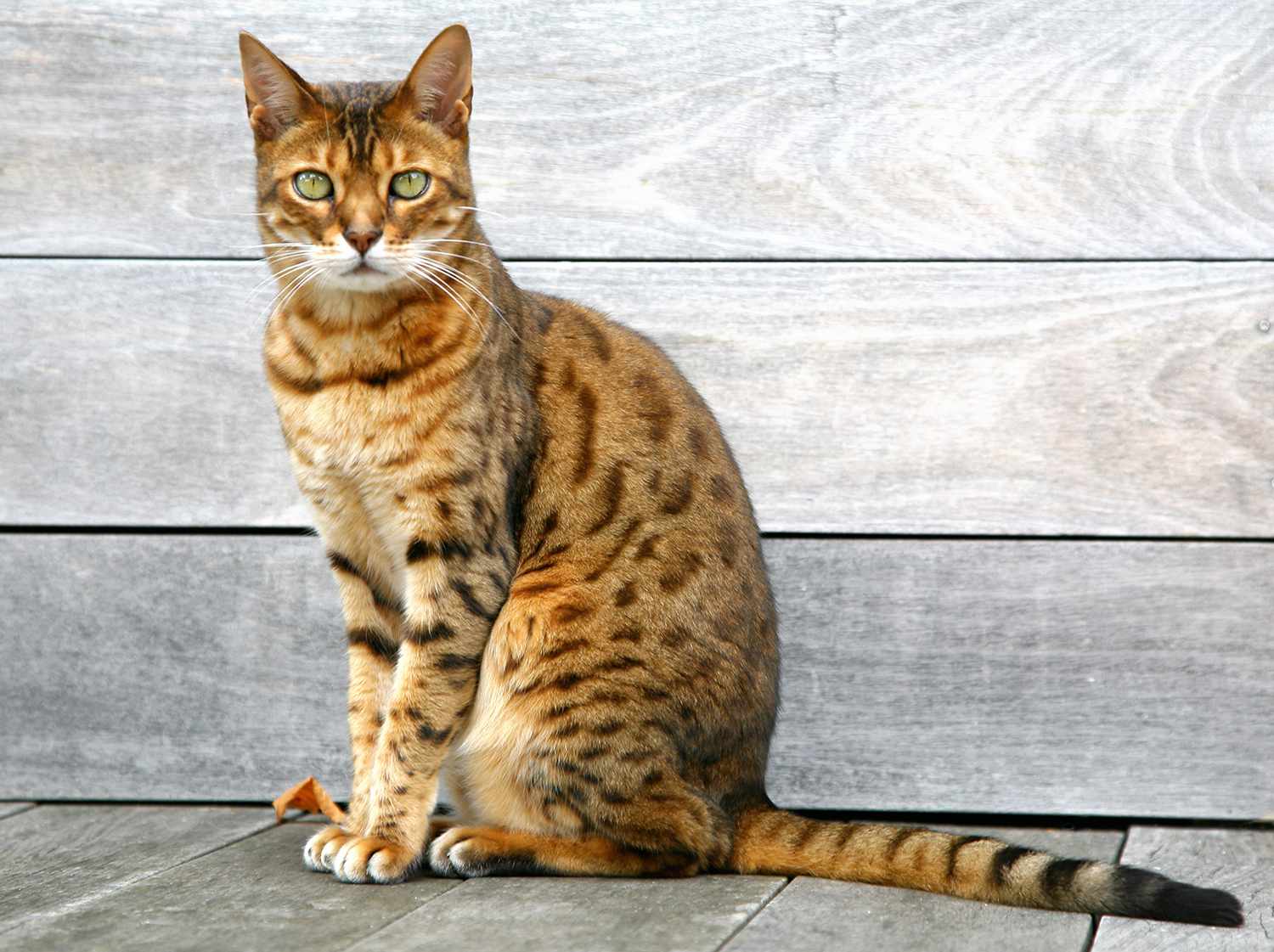 Bengal cat sitting on weathered deck