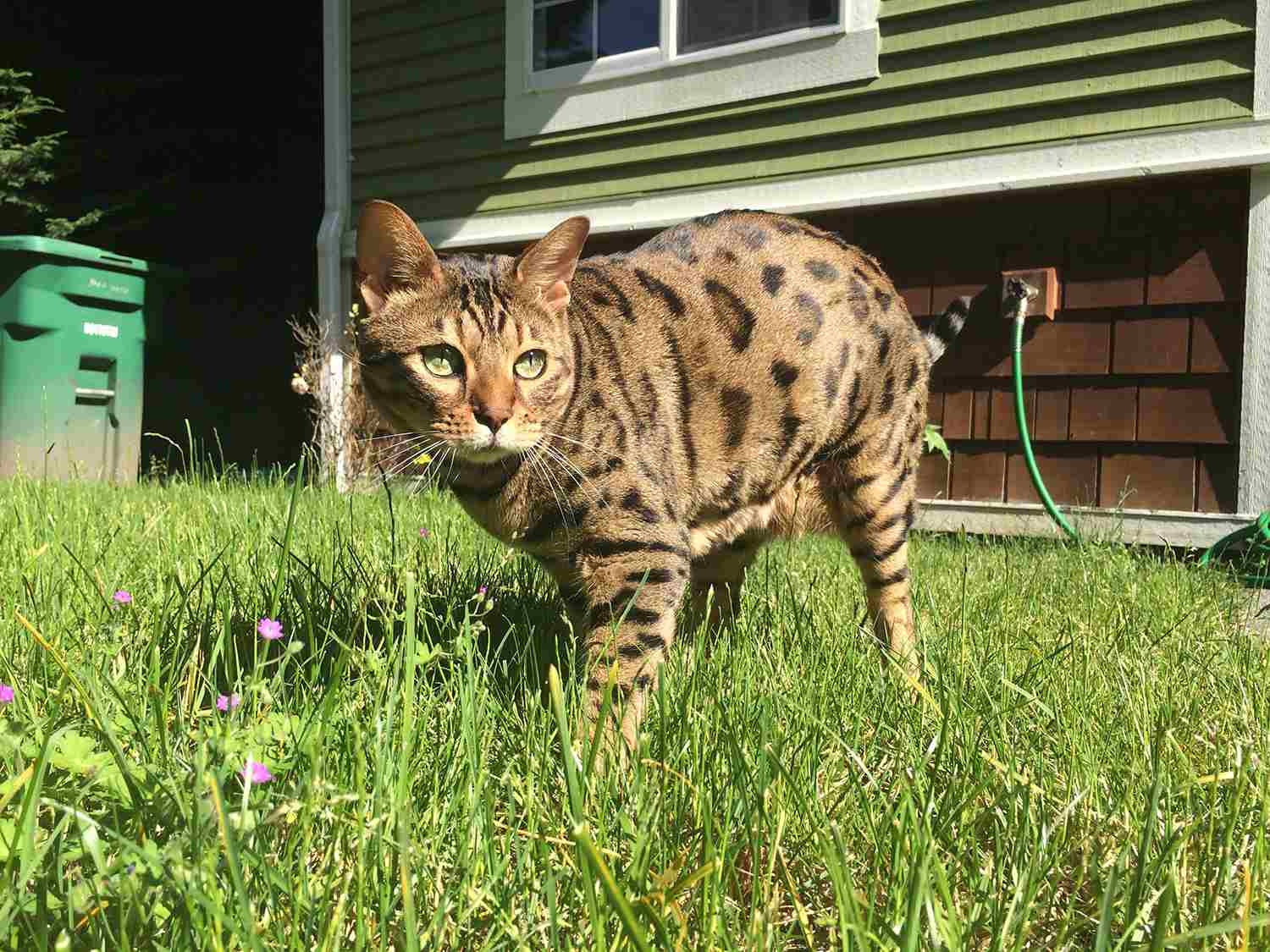 Cheetoh cat walking in grass