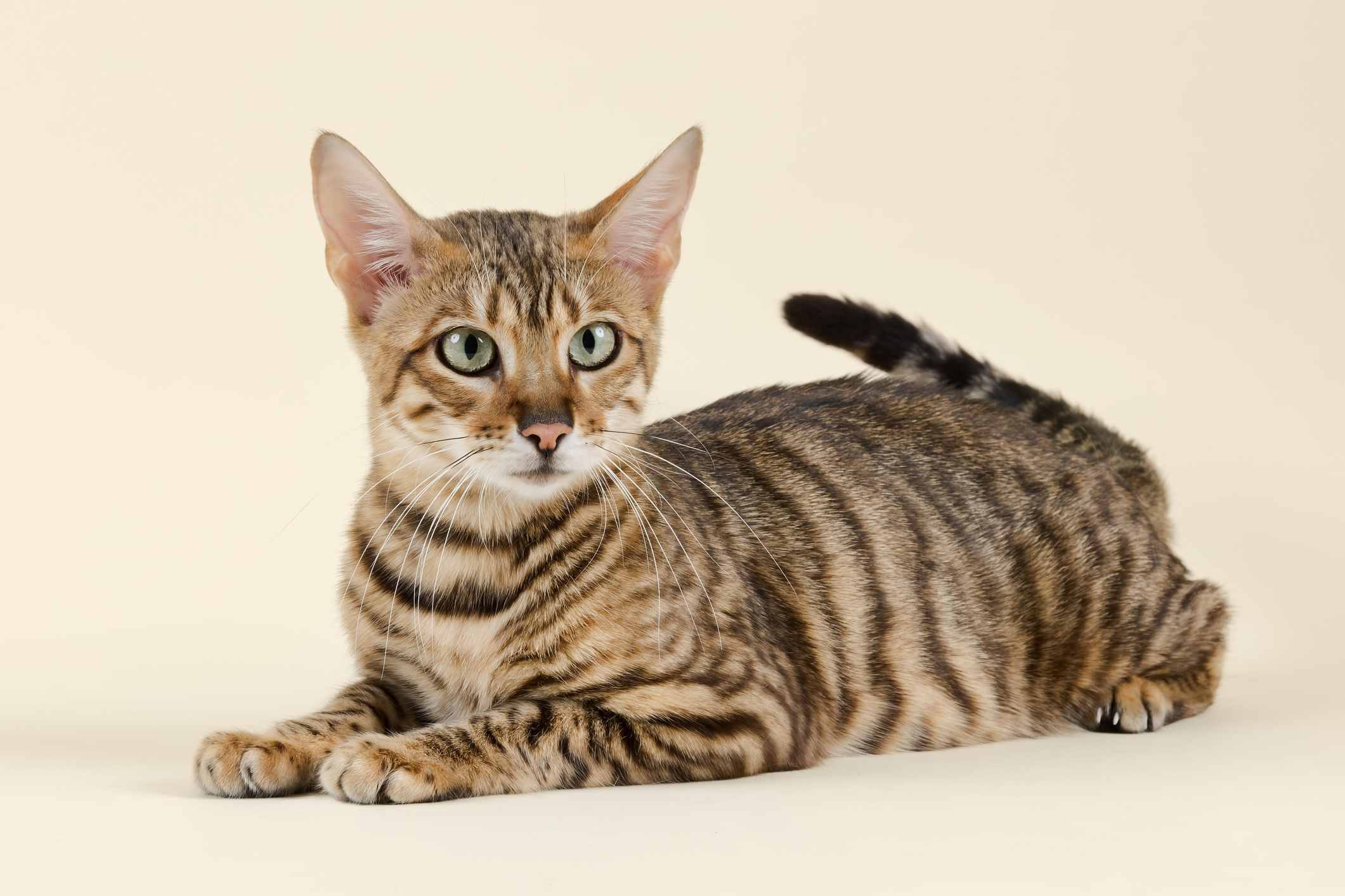 Toyger cat against a yellow background