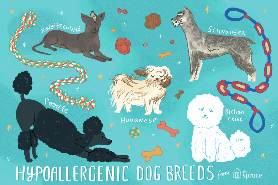 illustration of hypoallergenic dog breeds