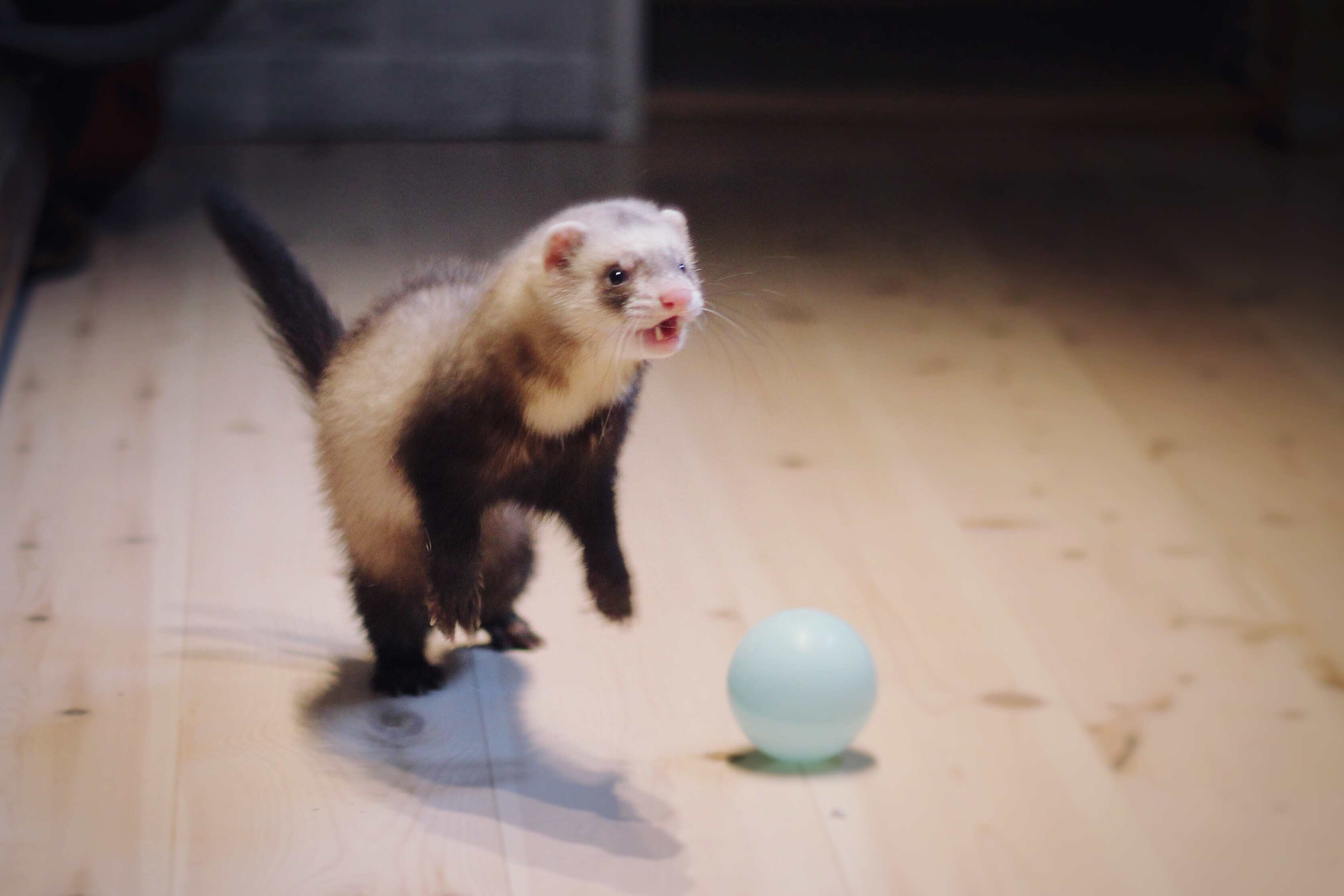 Close-Up Of Ferret With Ball