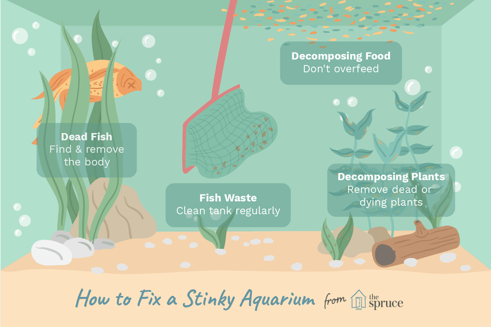 A diagram of how to clean stinky aquarium water