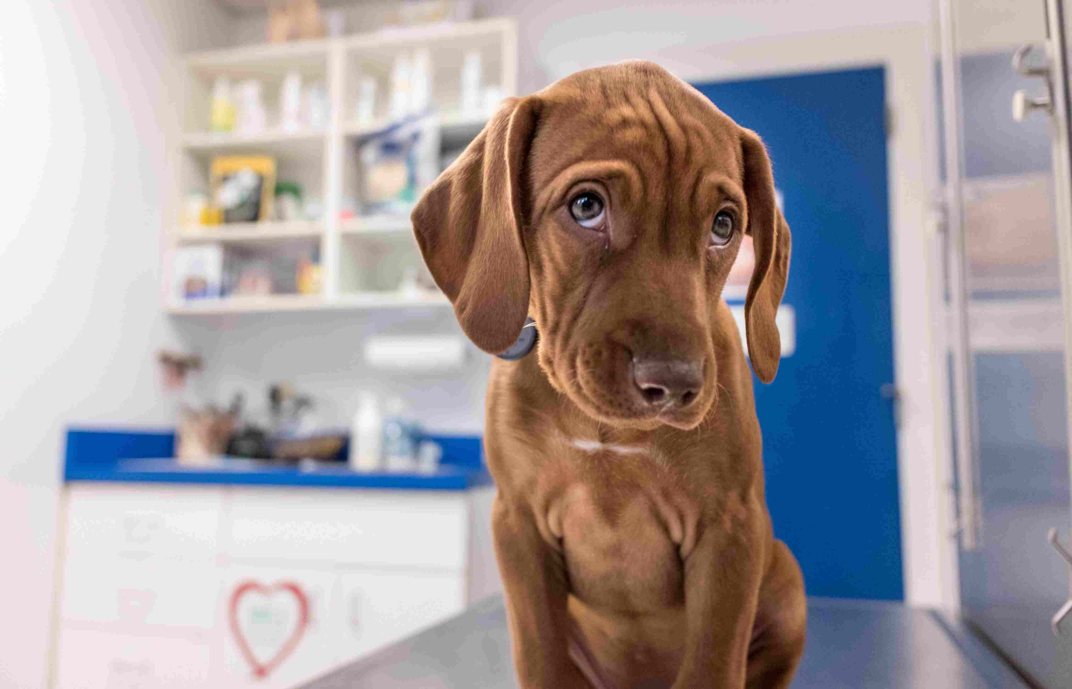 Dog in a vet's office