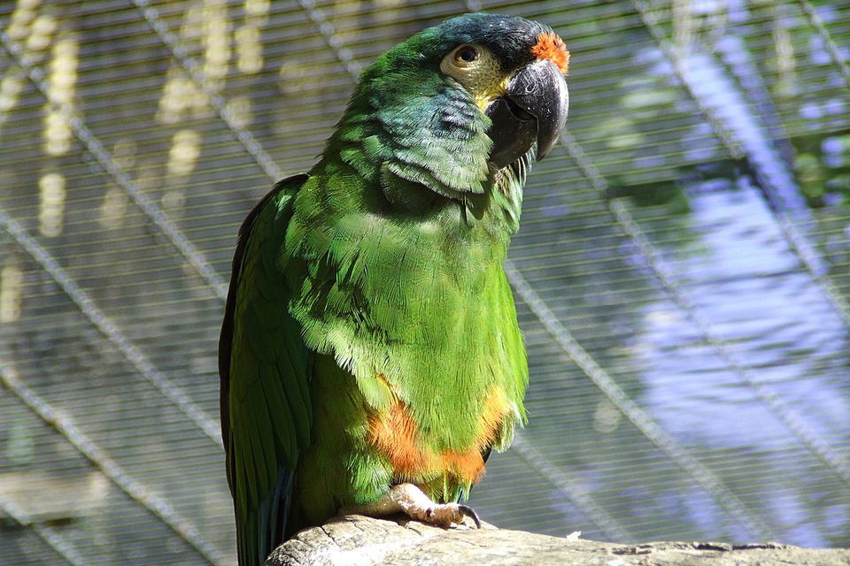 Illiger Macaws