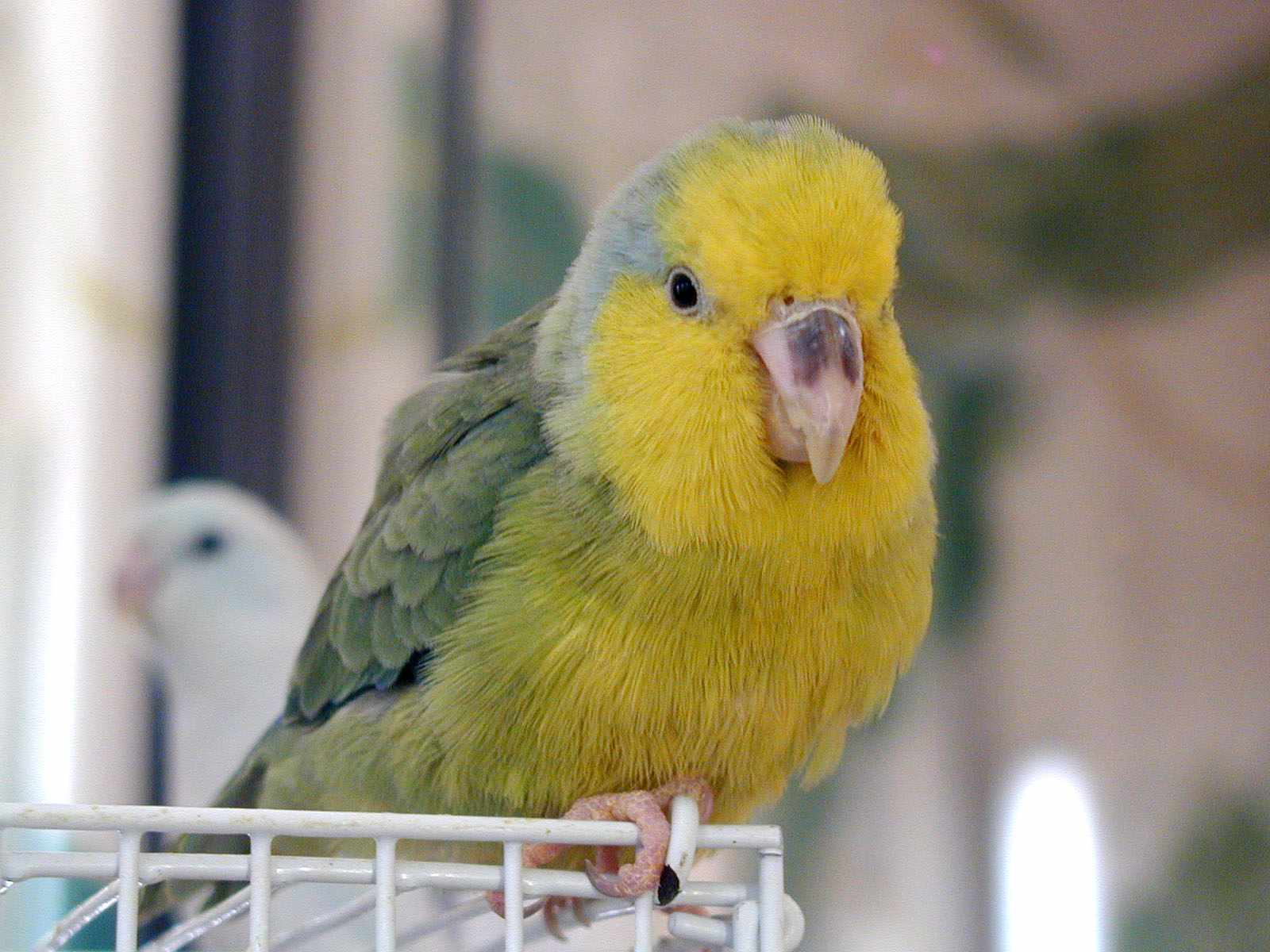 Yellow-faced parrotlet