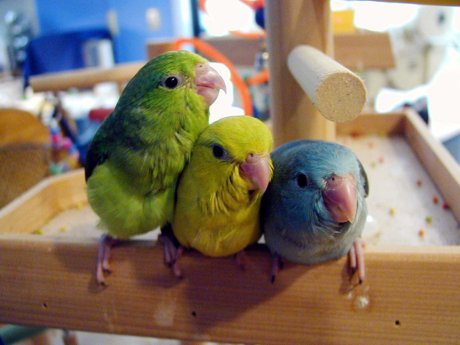 Trio of parrotlets