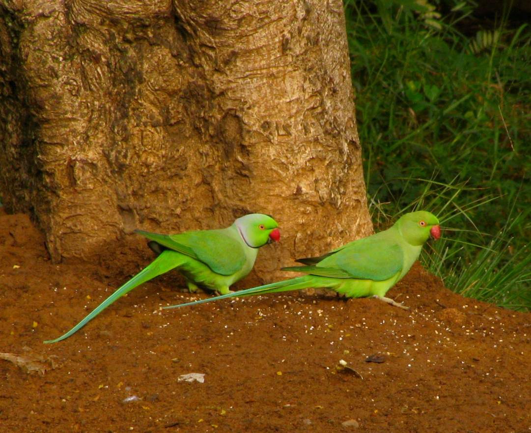 Indian ringneck parakeets, male and female