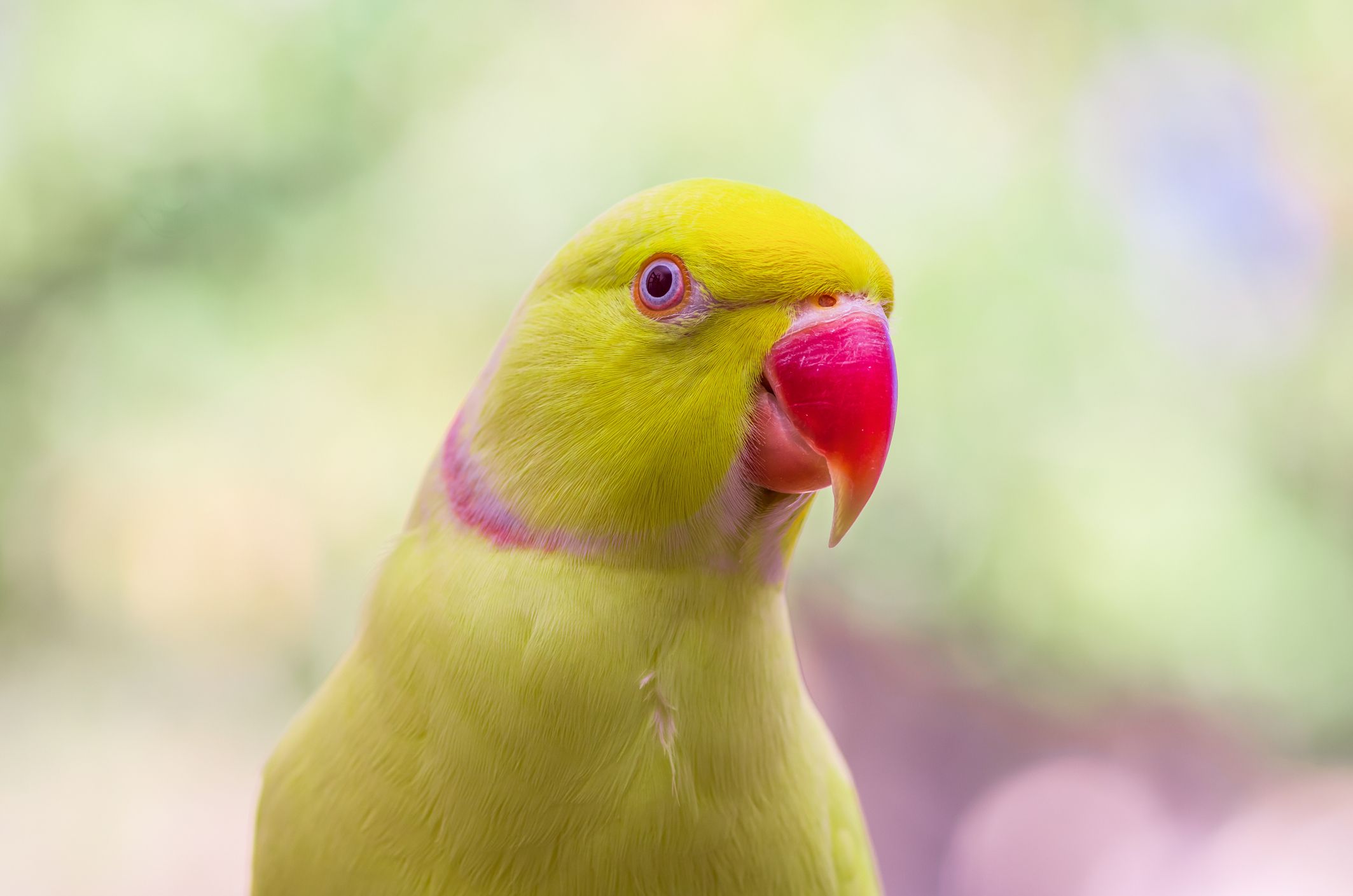Indian Ringneck Parakeet, Lutino mutation