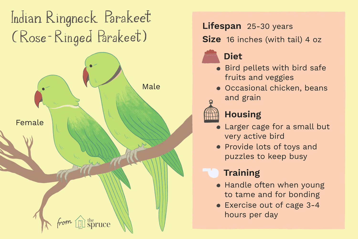 indian ringneck parakeet (rose-ringed parakeet) as pets