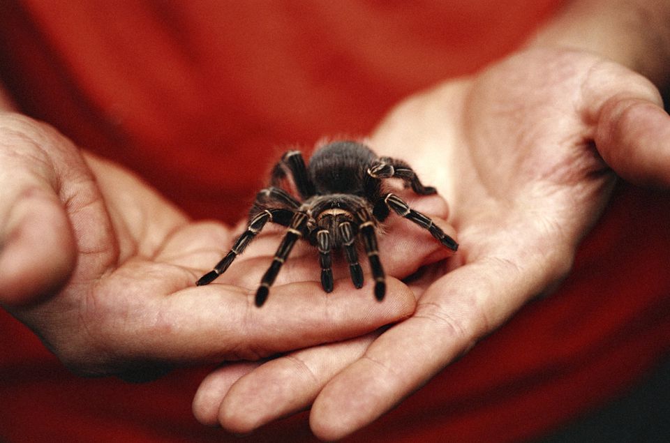 Man holding pet Tarantula, focus on hands