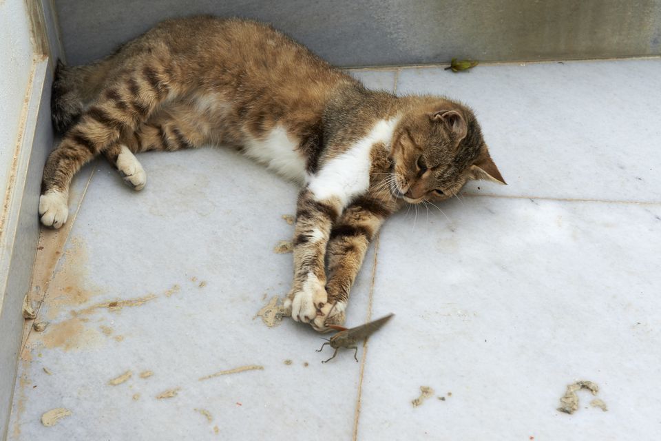 Street cat catching grasshopper, Santorin, Cyclades, Greece