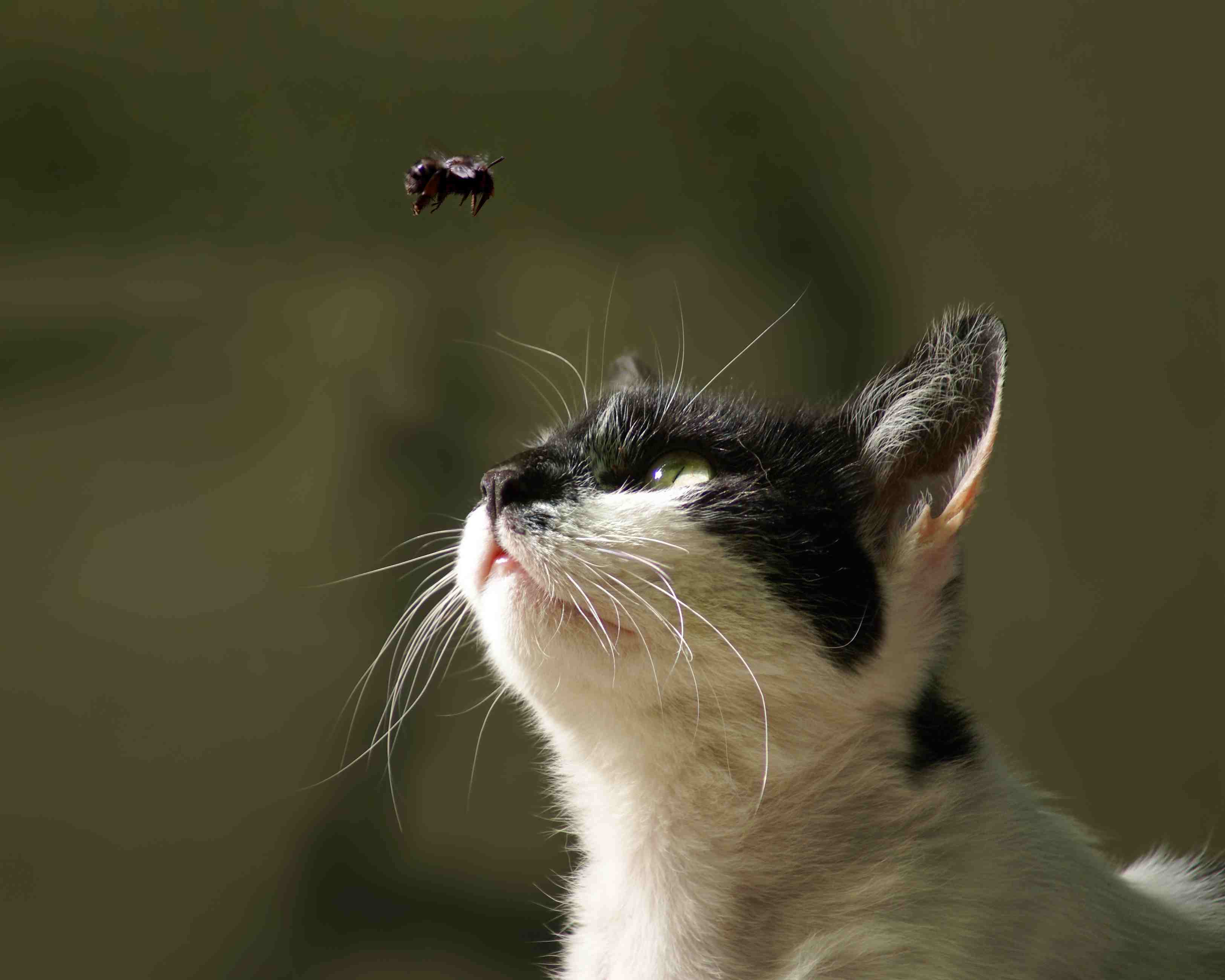 Cat and Bee