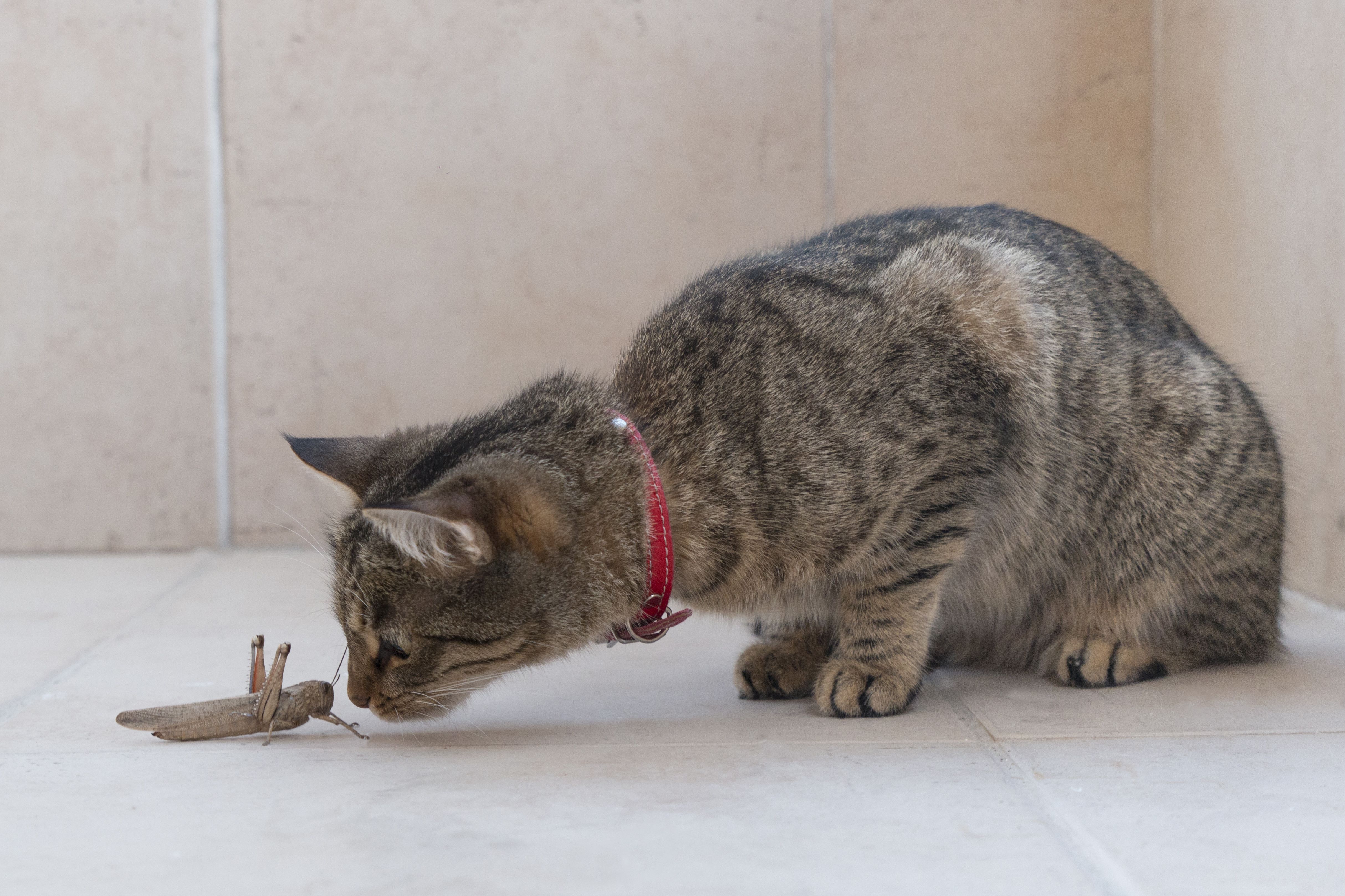 Cat and Grasshopper Facing Off