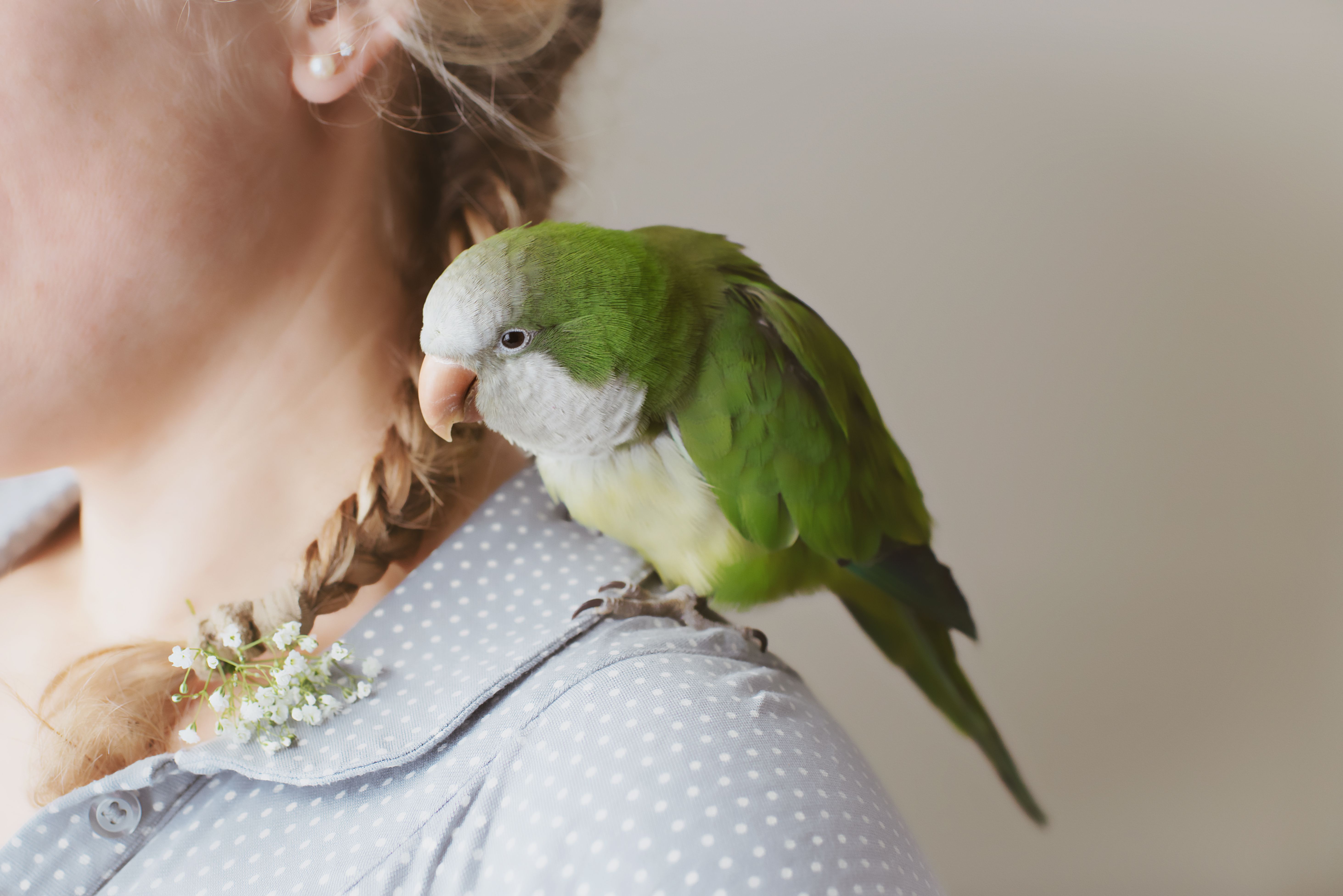 Quaker parrot on a woman's shoulder