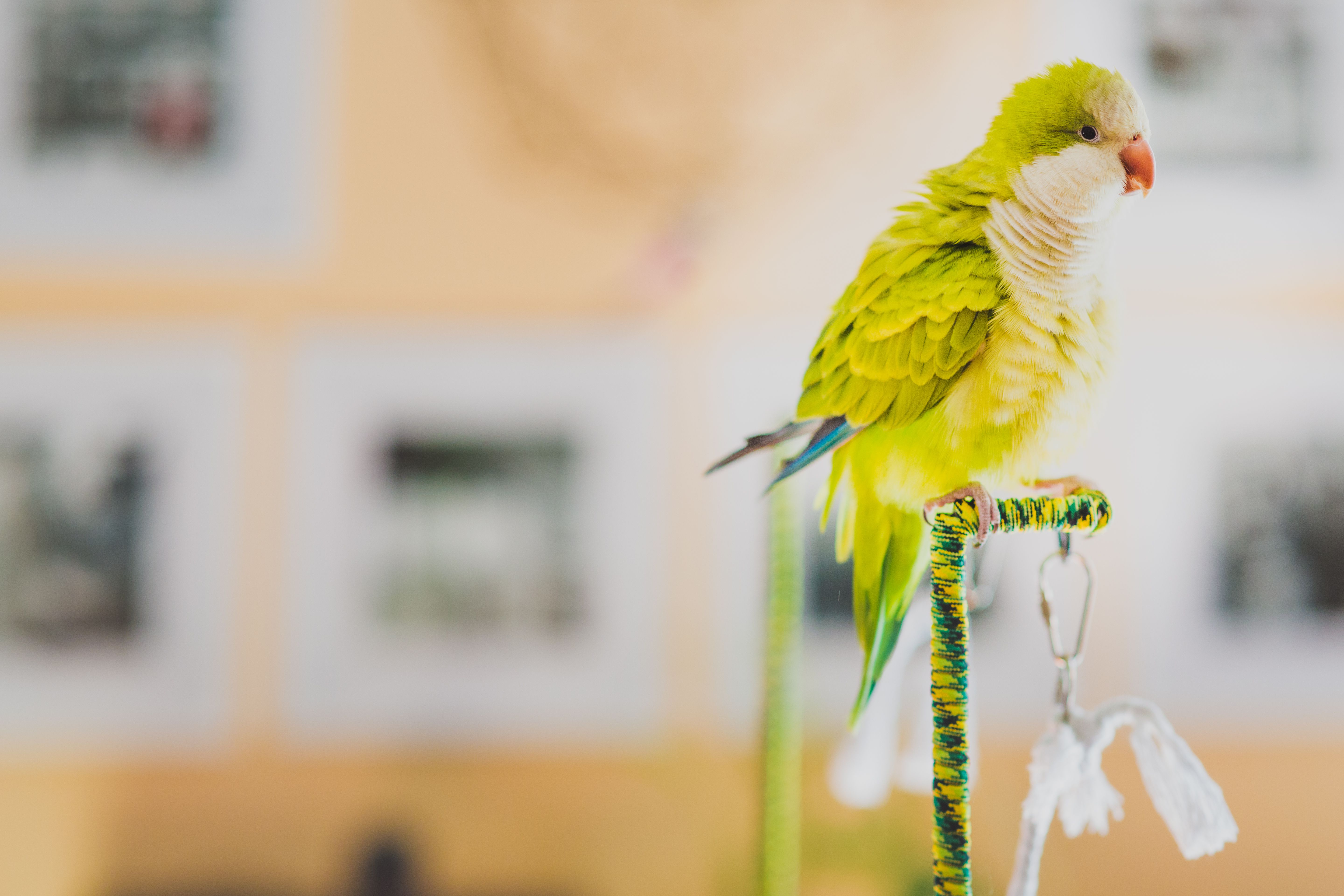 Monk parakeet on a perch