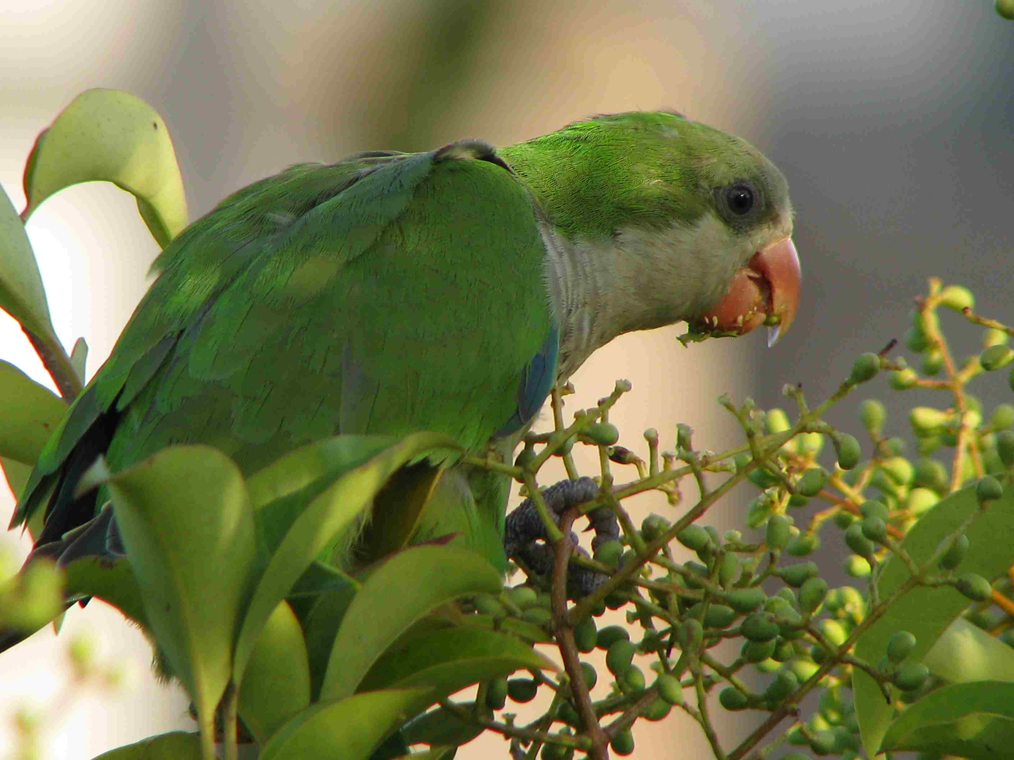 Monk parakeet eating in a tree
