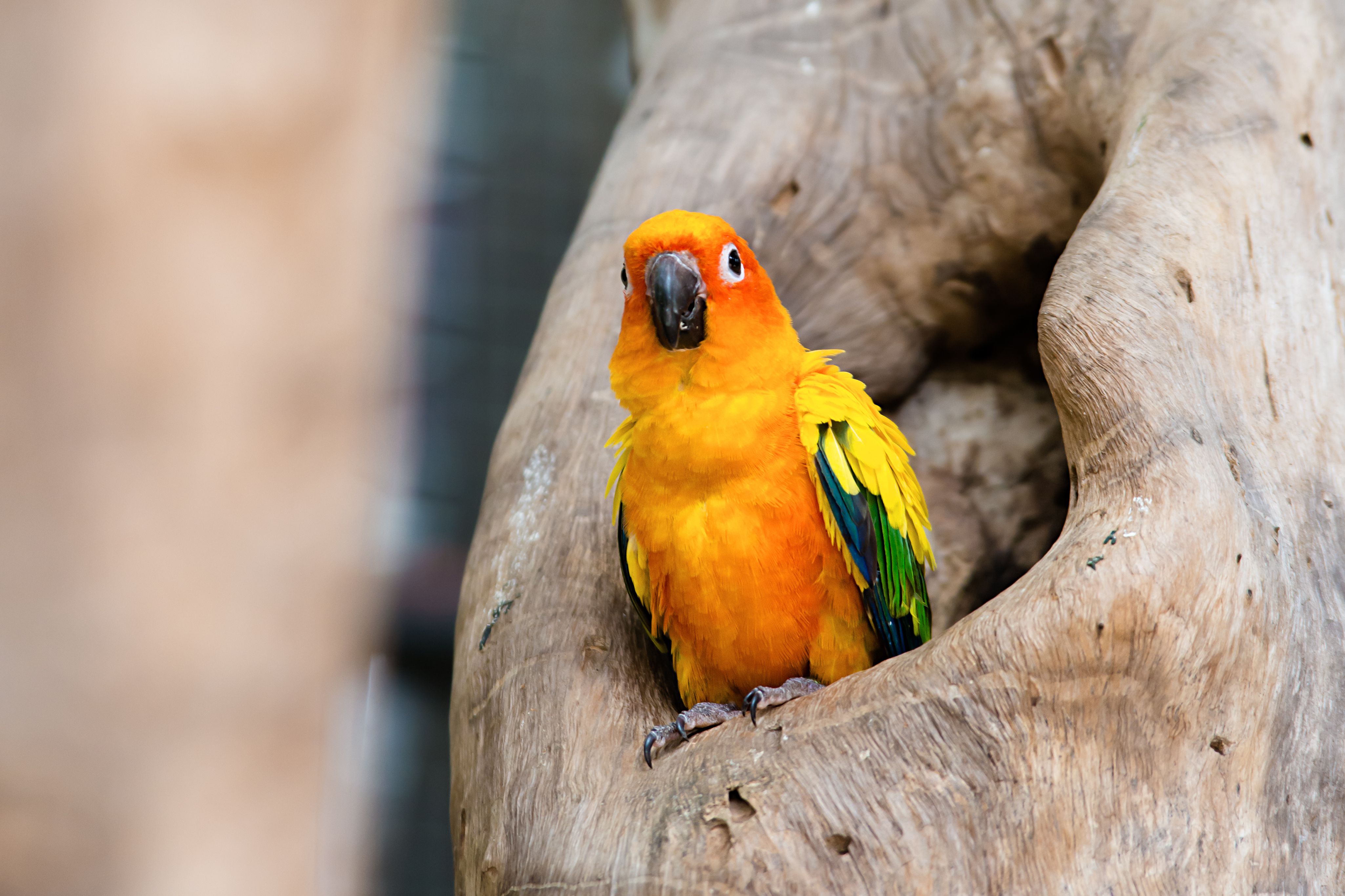Sun Conure parrot standing at branch
