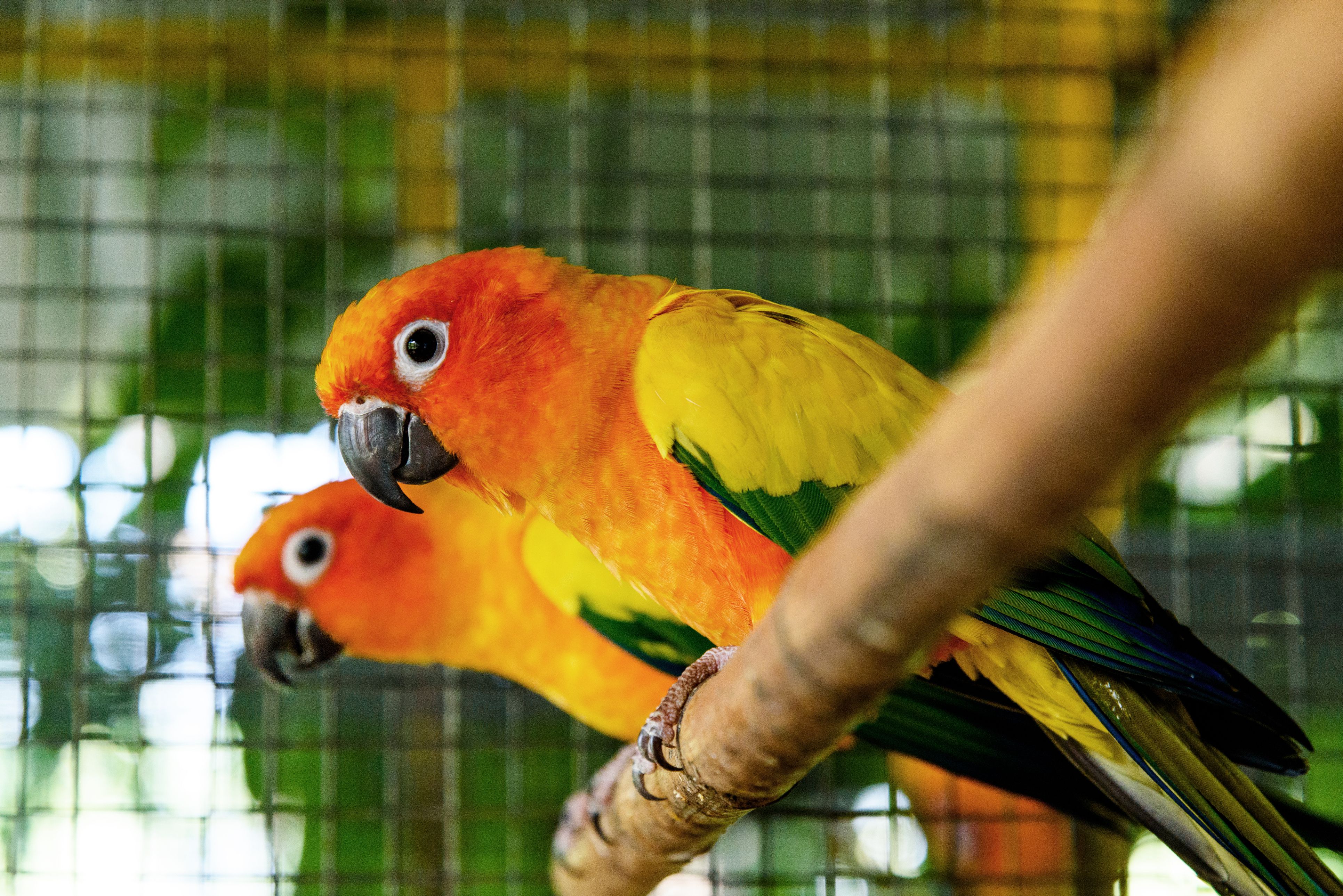 Close-Up Of a pair of Sun Conure parrots Perching On Branch In Birdcage.
