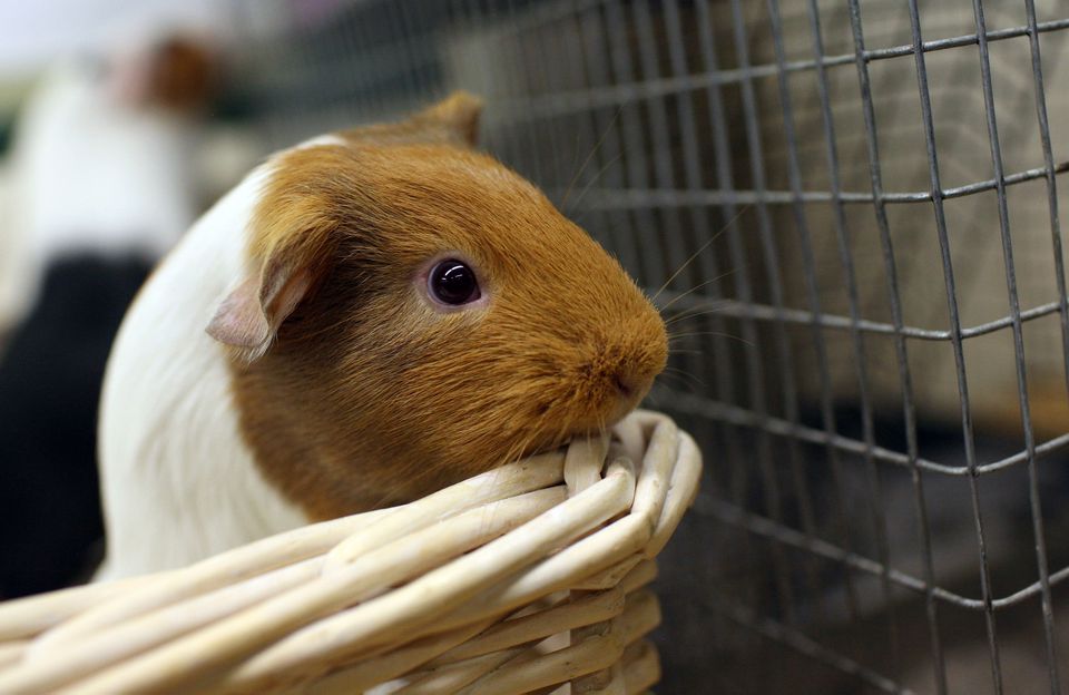 Disney's New Blockbuster Featuring Guinea Pigs Sparks Interest In The Pets