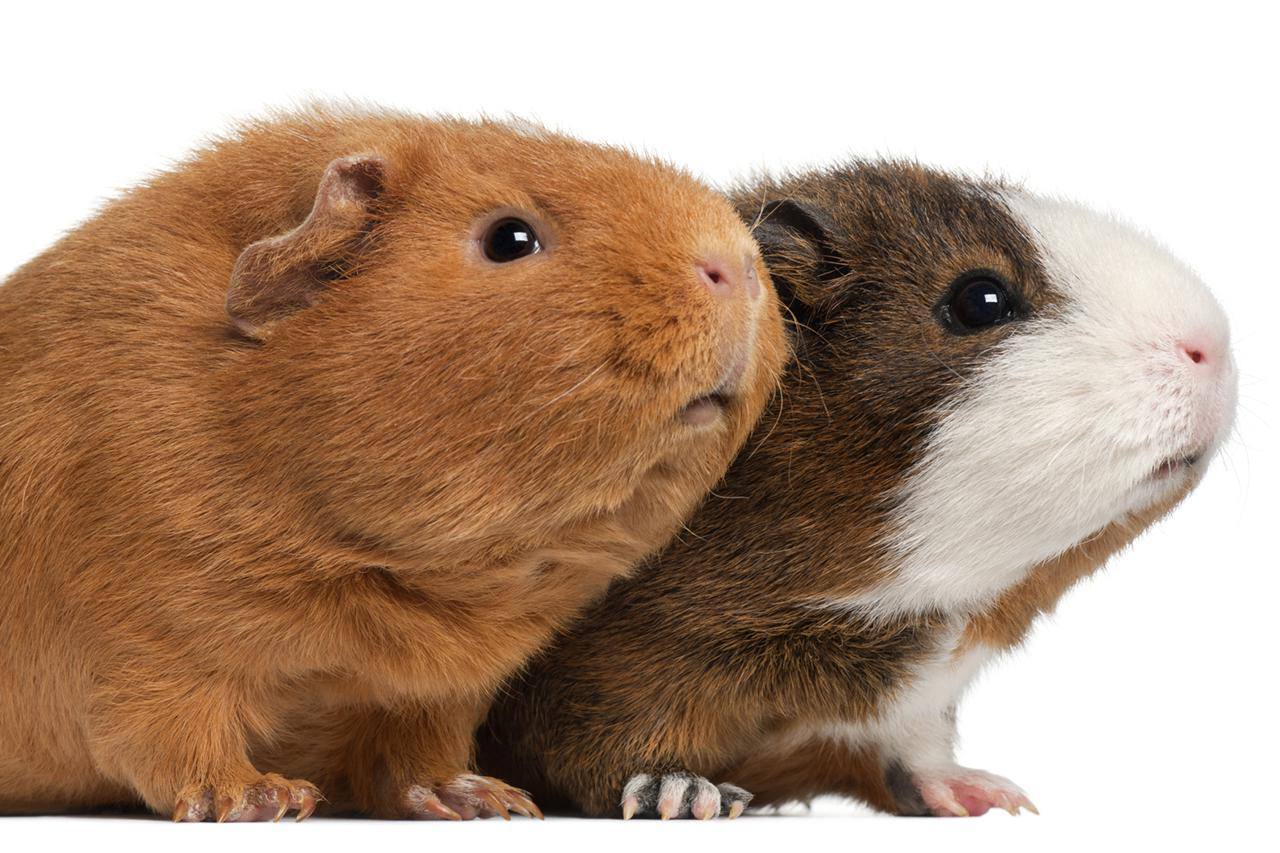 Two guinea pigs (9 months old)
