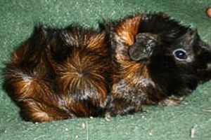 Abyssinian Guinea Pig - Mr. Nibbles