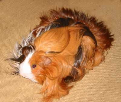 Silkie Guinea Pig Photo - Two Harbours