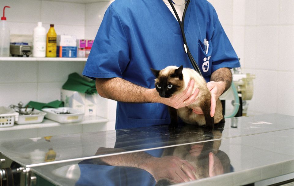 Cat getting examined by a Veterinarian