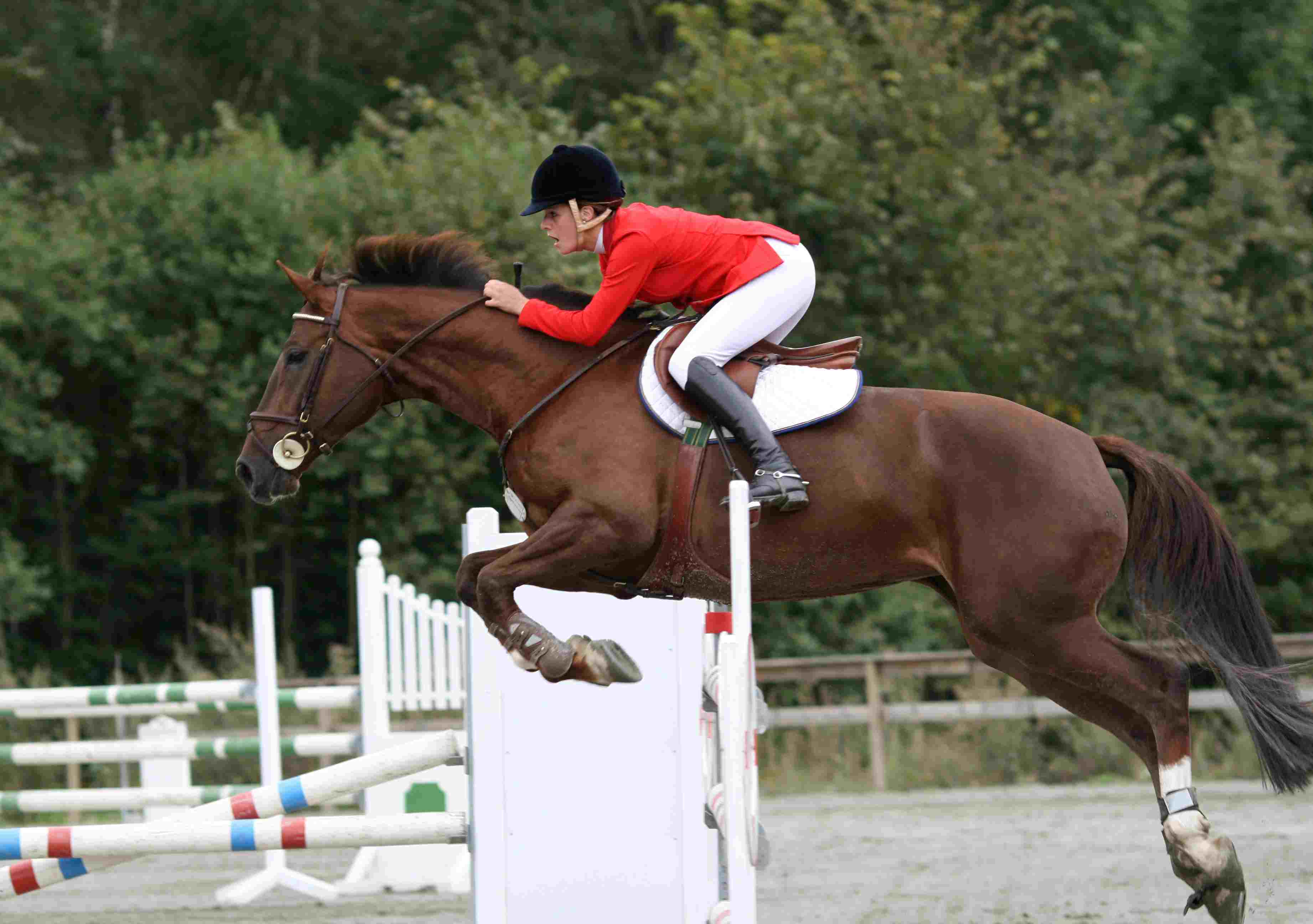 Horse-jumping show competition