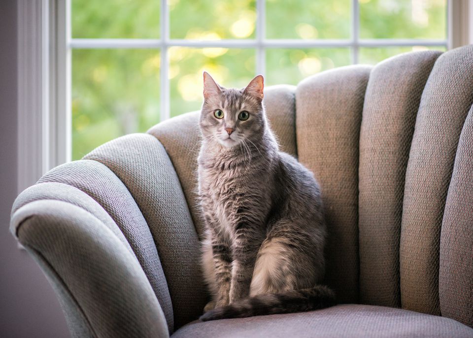 Gray cat sitting on a chair