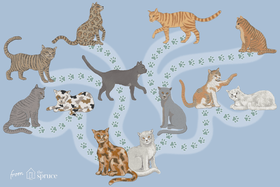 what breed is my cat illustration