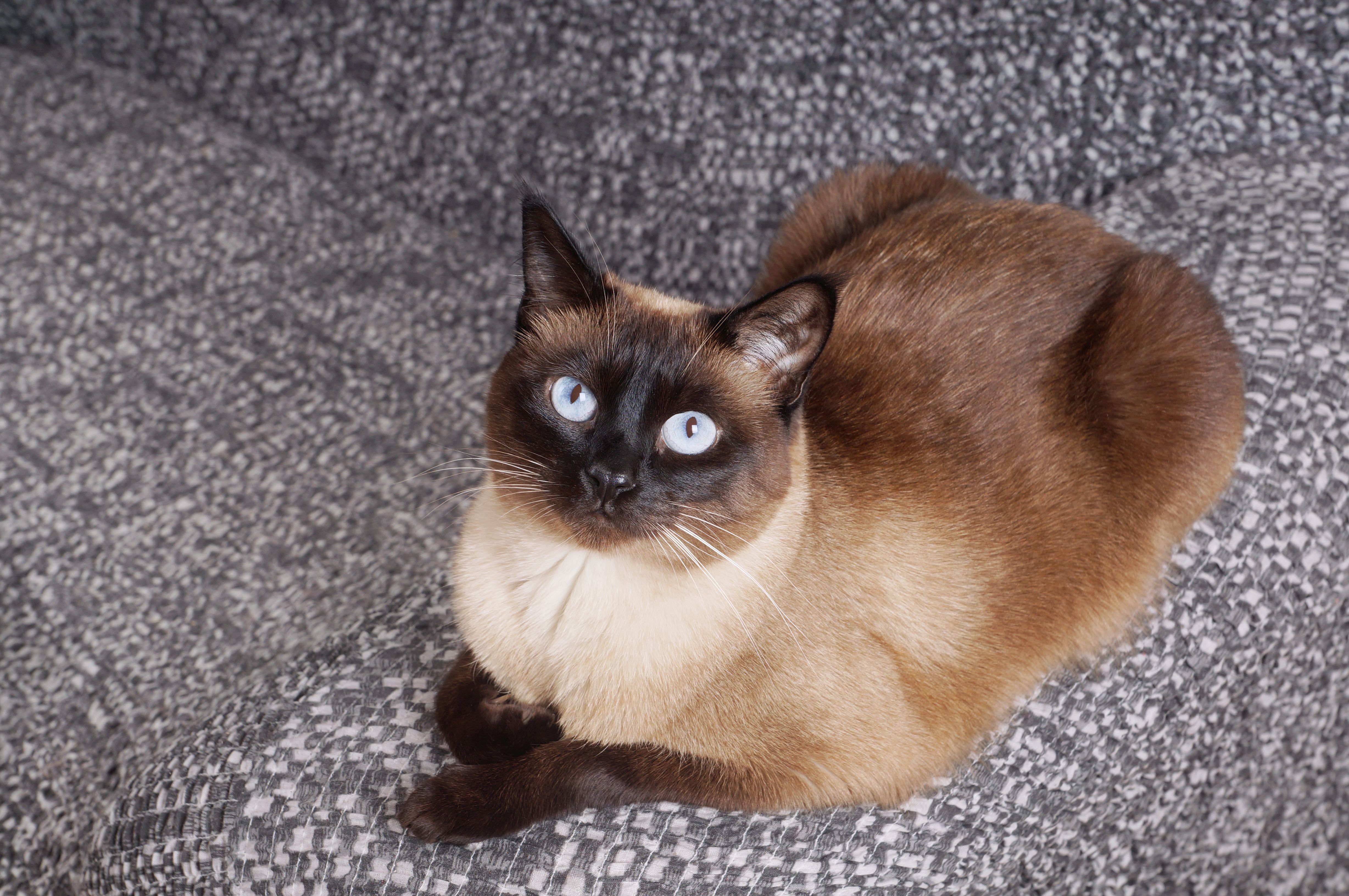Portrait of a Siamese cat