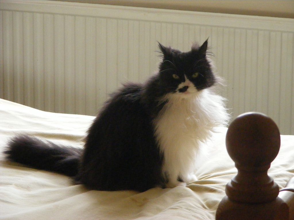 A long-hair tuxedo cat