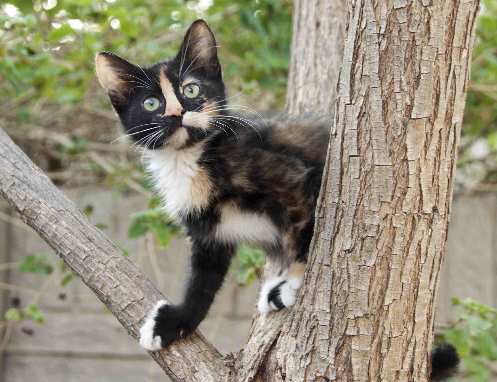A calico cat in a tree