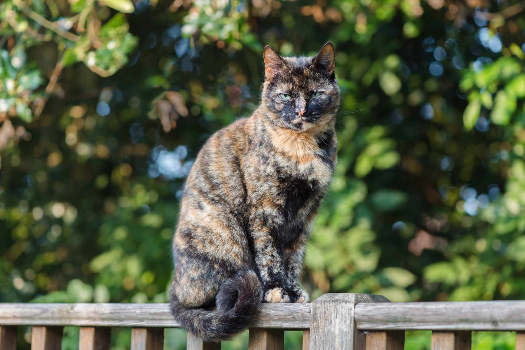 Tortoiseshell cat sitting on a fence
