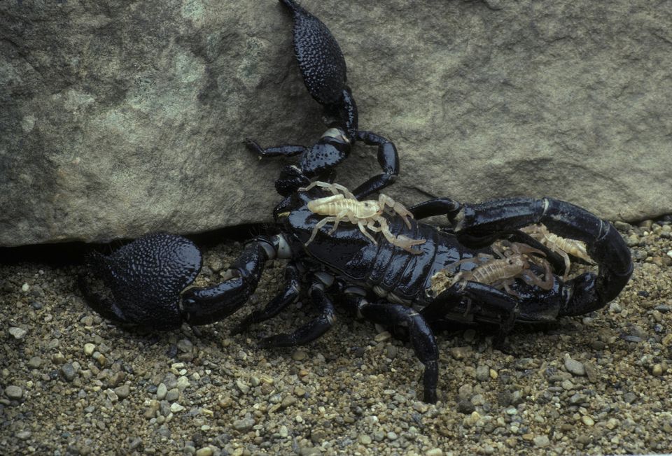 Female emperor scorpion with young