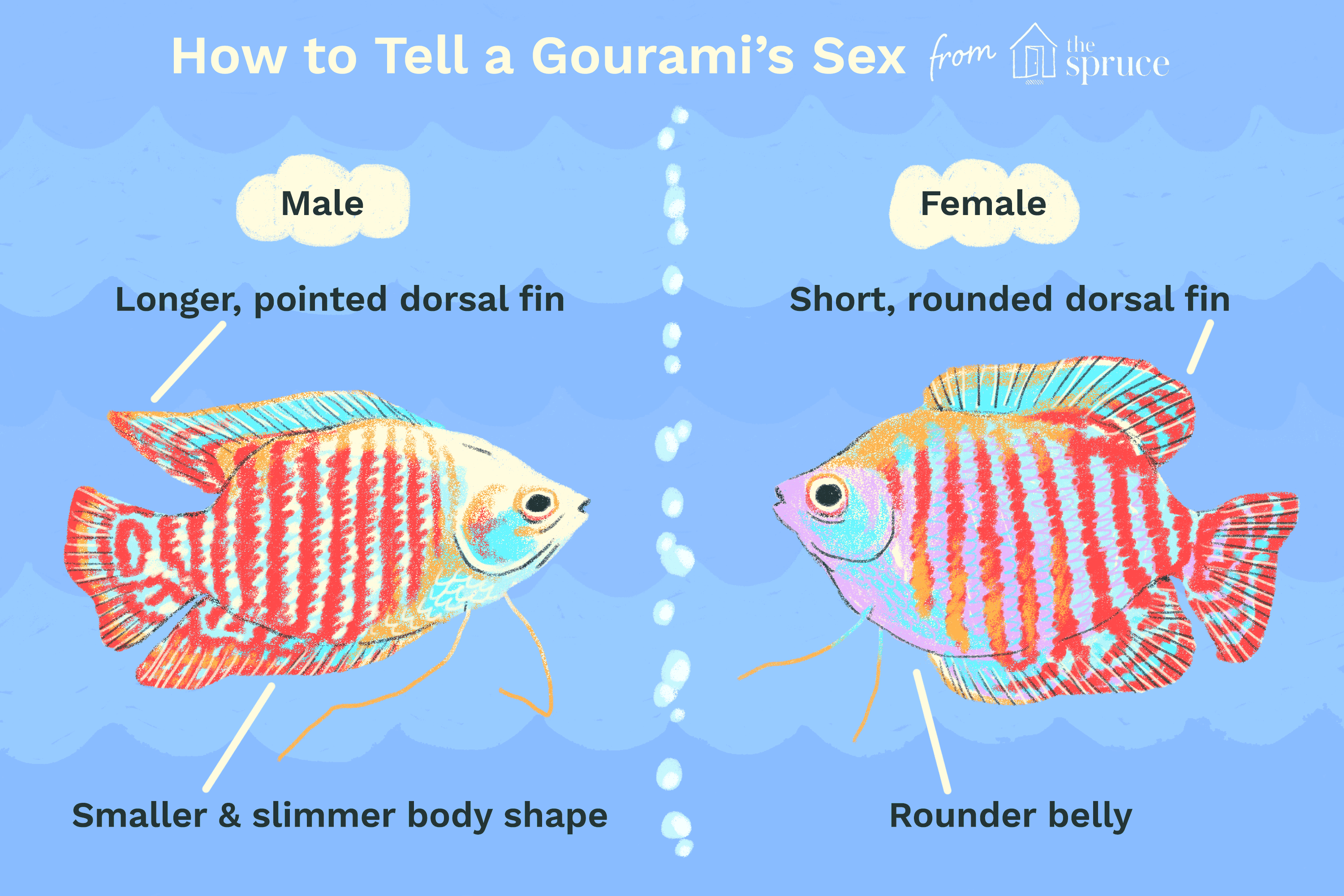illustration of how to tell a gourami's sex