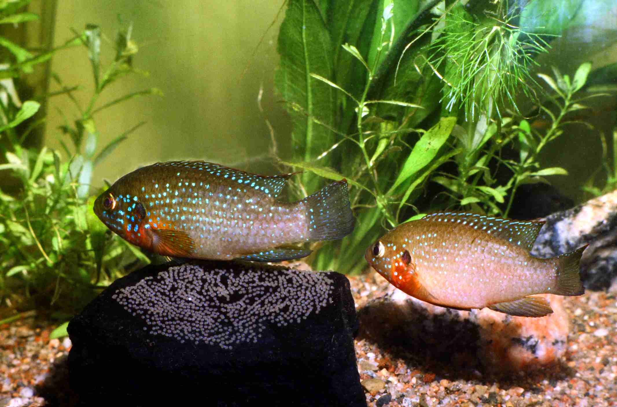 Jewelfish breeding eggs