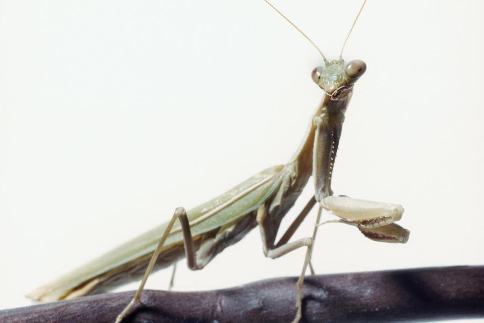 Close-up of a praying mantis on a stick