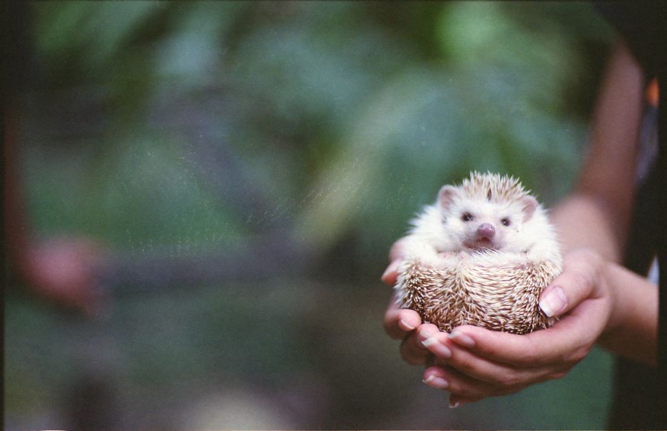 Hedgehog in hands