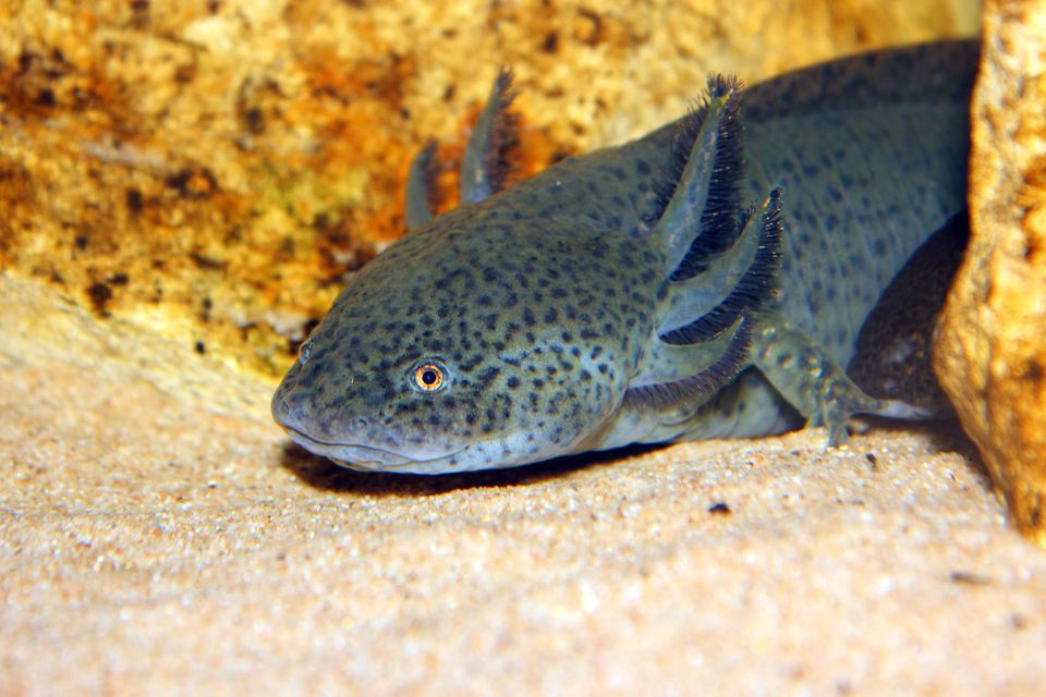 Axolotl on sand underwater
