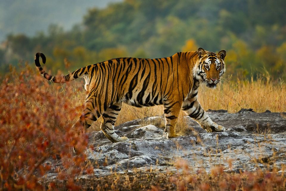 A large tiger in Bandhavgarh National Park, Madhya Pradesh, India