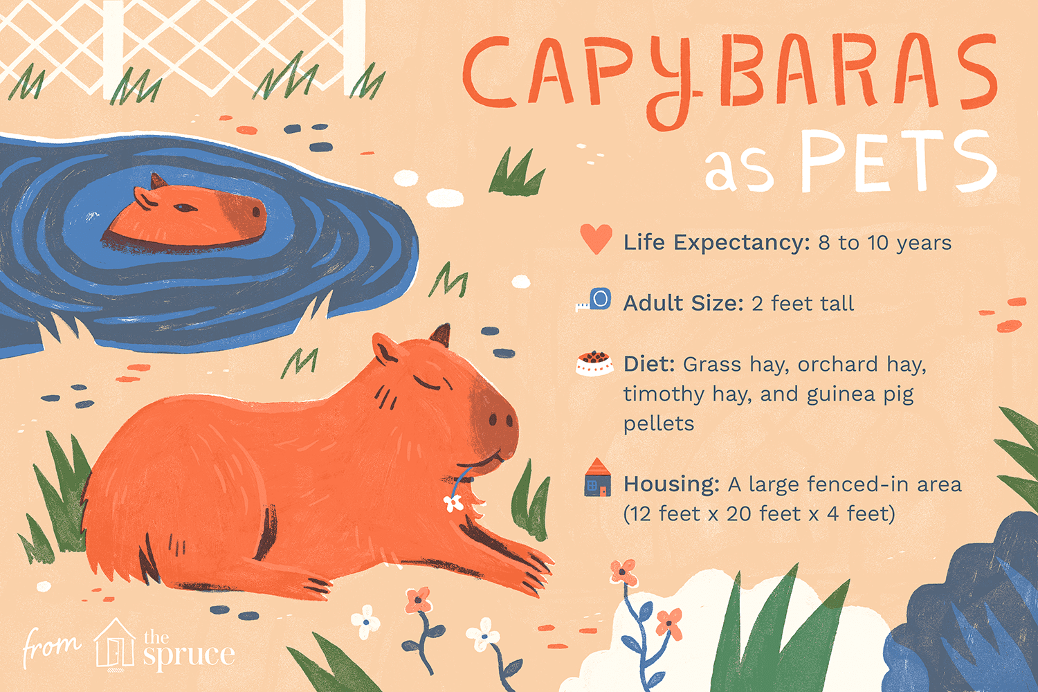 capybaras as pets illustration