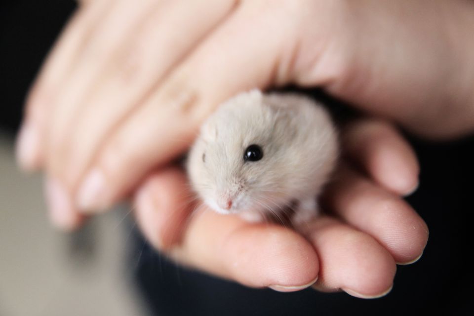 Chinese hamster in hands