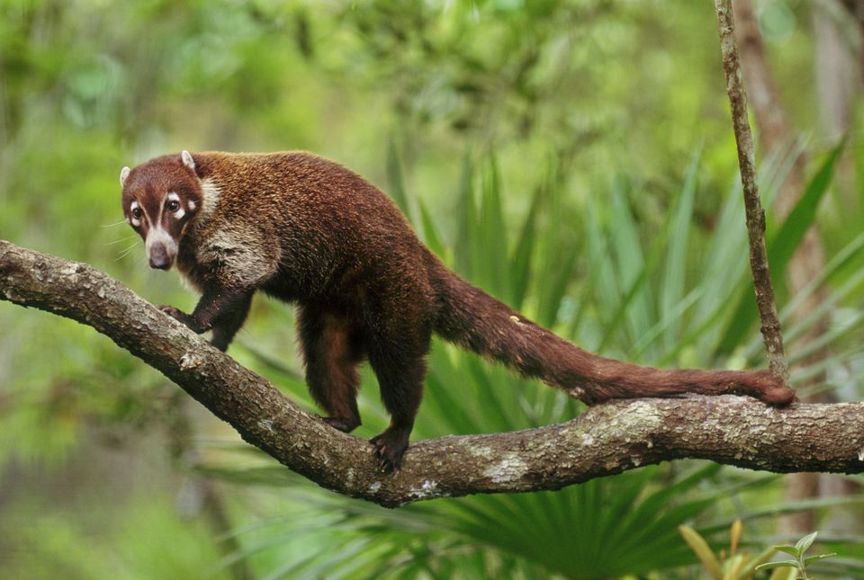 Coati on a branch in the jungle