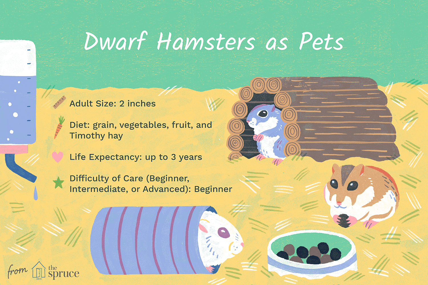 dwarf hamsters as pets illustration