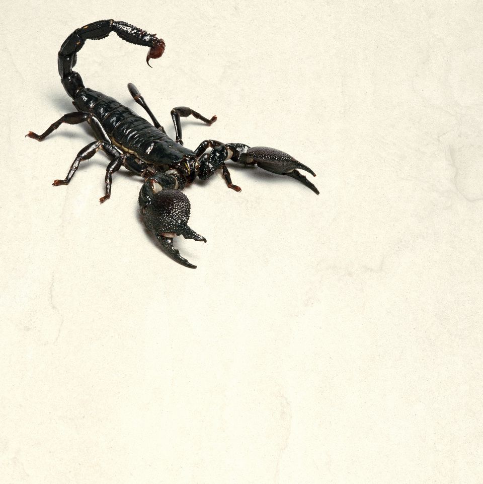Elevated View of a Scorpion